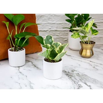 Easy to Grow Houseplants Pack of 6 for Your Home
