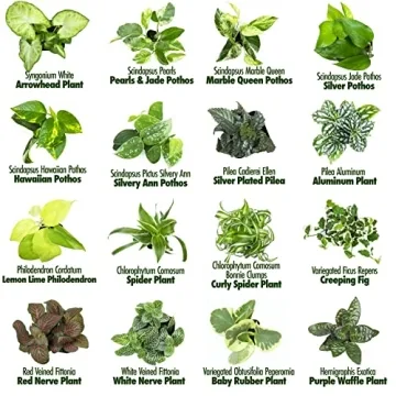 Easy to Grow Houseplants Pack of 6 for Your Home