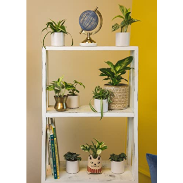 Easy to Grow Houseplants Pack of 6 for Your Home