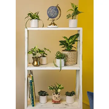 Easy to Grow Houseplants Pack of 6 for Your Home