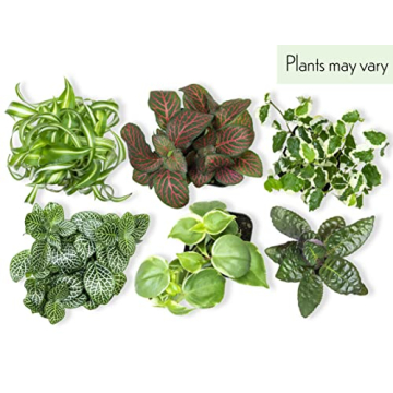 Easy to Grow Houseplants Pack of 6 for Your Home