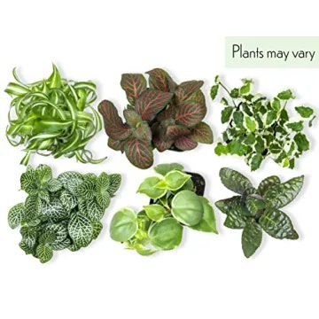Easy to Grow Houseplants Pack of 6 for Your Home