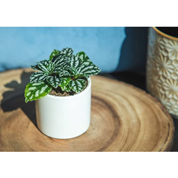 Easy to Grow Houseplants Pack of 6 for Your Home