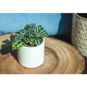 Easy to Grow Houseplants Pack of 6 for Your Home