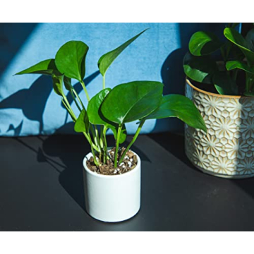 Easy to Grow Houseplants Pack of 6 for Your Home