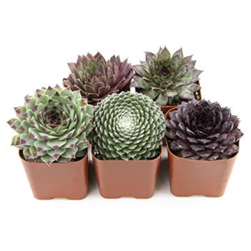Exquisite Mixed Sempervivum Succulents - 5PK Live Indoor Plants