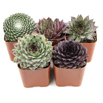 Mixed Sempervivum Succulents 5PK Live Indoor Plants