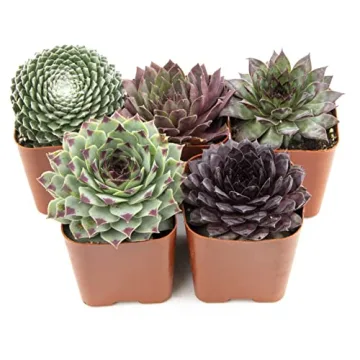 Mixed Sempervivum Succulents 5PK Live Indoor Plants