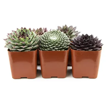 Mixed Sempervivum Succulents 5PK Live Indoor Plants