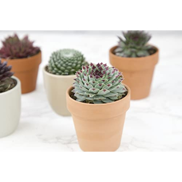 Mixed Sempervivum Succulents 5PK Live Indoor Plants