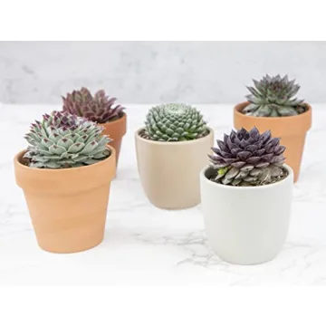 Mixed Sempervivum Succulents 5PK Live Indoor Plants