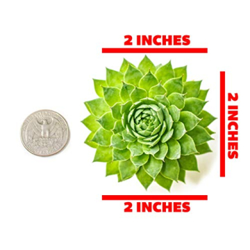 Mixed Sempervivum Succulents 5PK Live Indoor Plants