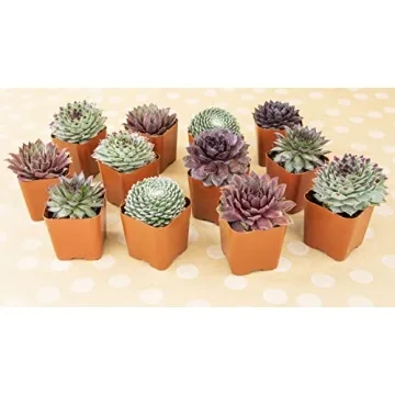 Mixed Sempervivum Succulents 5PK Live Indoor Plants