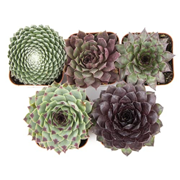 Mixed Sempervivum Succulents 5PK Live Indoor Plants
