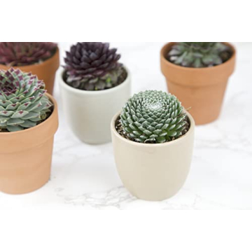 Mixed Sempervivum Succulents 5PK Live Indoor Plants