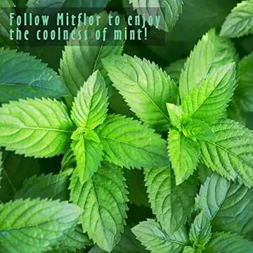 MitFlor Mint Oils Set for Aromatherapy & Candle Making