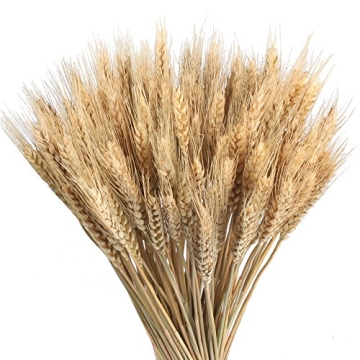 GTIDEA 100 Pcs Dried Wheat Stalks 16" Natural Dried Flowers with Stems Dried Wheat Sheaves Bundle Dr...