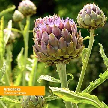 Organic Artichoke Extract for Heart Health - 1 Ounce