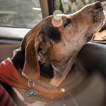 QALO Customized Pet ID Tags - Durable Silicone Name Tags