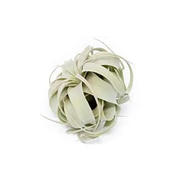 Large Xerographica Air Plants 5 to 7 Inch Wide - Air Plants Live Tillandsia Succulent House Plants H...