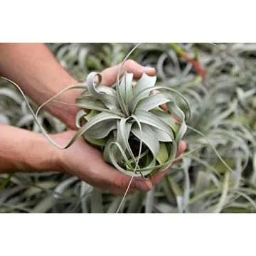 Large Xerographica Air Plants 5 to 7 Inch Wide - Air Plants Live Tillandsia Succulent House Plants Holders - Available in Wholesale/Bulk - Home and Garden Decor - Easy Care Indoor/Outdoor Plants(1 PC)
