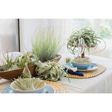 Large Xerographica Air Plants 5 to 7 Inch Wide - Air Plants Live Tillandsia Succulent House Plants Holders - Available in Wholesale/Bulk - Home and Garden Decor - Easy Care Indoor/Outdoor Plants(1 PC)