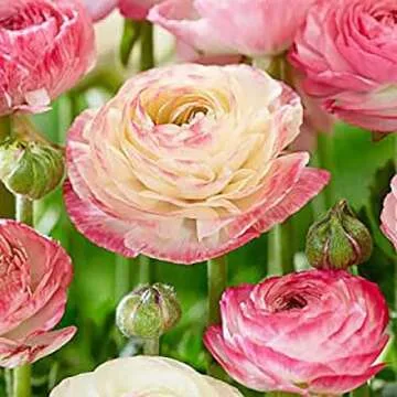 Pink French Peony Ranunculus - 12 Large Corms, Premium Ranunculus Bulbs for Spring 2025, Vibrant Mul...
