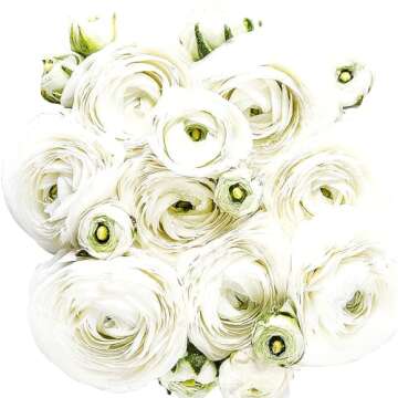 Pink French Peony Ranunculus - 12 Large Corms for Gardens