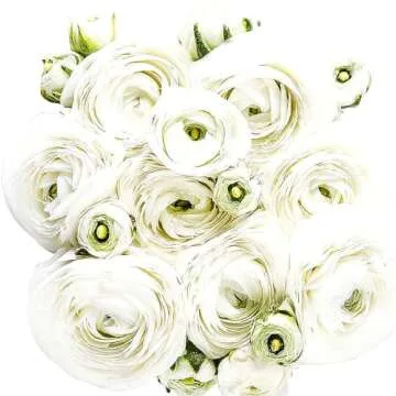 Pink French Peony Ranunculus - 12 Large Corms for Gardens