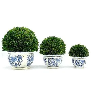 Galt International 11" Naturally Preserved Real Boxwood Ball in Hand-Painted Round Bulb Blue & White China Pot Planter Green Indoor Plant Home Decor (11" Topiary)