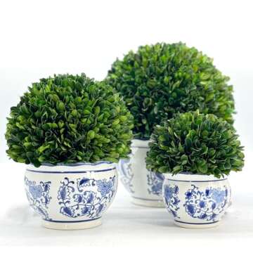 Galt International 11" Naturally Preserved Real Boxwood Ball in Hand-Painted Round Bulb Blue & White China Pot Planter Green Indoor Plant Home Decor (11" Topiary)