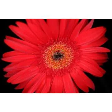 Canon RF 35mm Macro Lens - Compact & Versatile for Photographers