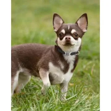 TagME Small Dog Collar - Adjustable Reflective Nylon Pet Collar with Quick Release Buckle for Extra ...