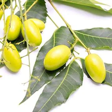 Organic Neem Oil for Skin Neem Oil for Hair Need Oil 100% Pure Cold Pressed Neem Oil for Essential Oil Mixing Neem Oil for Plants Neem Cake Massage Oil Neem Oil Spray for Indoor Plants 4oz