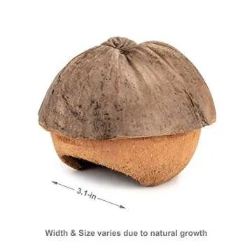 andwe Coconut Hut Small Animal Cage Habitat Decor for Hamster Mice Gerbils - Pocket Pet Coco Original House