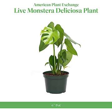 American Plant Exchange Monstera Deliciosa Split Leaf Plant, Live 6-Inch Pot for Home and Garden Dec...
