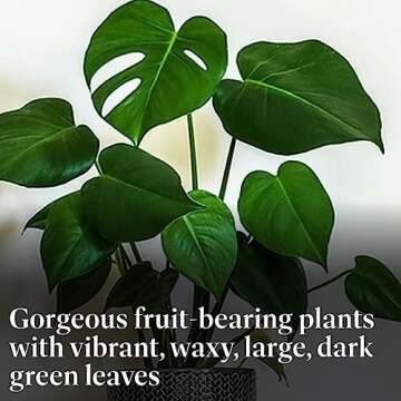 American Plant Exchange Monstera Deliciosa Split Leaf Plant, Live 6-Inch Pot for Home and Garden Decor, Air Purifying Tropical Elegance