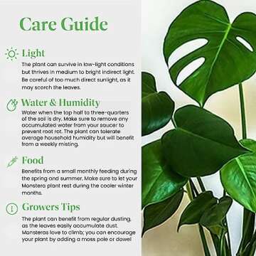 American Plant Exchange Monstera Deliciosa Split Leaf Plant, Live 6-Inch Pot for Home and Garden Decor, Air Purifying Tropical Elegance