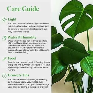American Plant Exchange Monstera Deliciosa Split Leaf Plant, Live 6-Inch Pot for Home and Garden Decor, Air Purifying Tropical Elegance