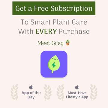 American Plant Exchange Monstera Deliciosa Split Leaf Plant, Live 6-Inch Pot for Home and Garden Decor, Air Purifying Tropical Elegance