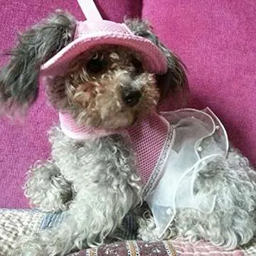 MaruPet Round Brim Princess Hat for Small Dogs