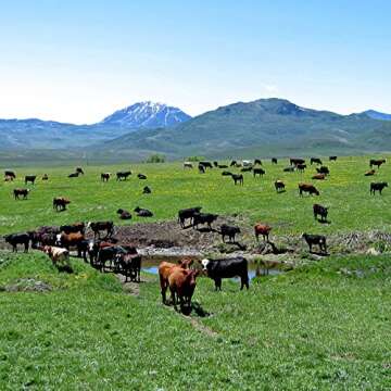 Shwally Magical Tooth Powder W/Hydroxyapatite Cattle Bone & Fluoride Free Amish Eggshell + Organic Peppermint - 100% Fluoride Free ReMineralizing, Whitening & Polishing Powder 200+ Brushings (2 oz)