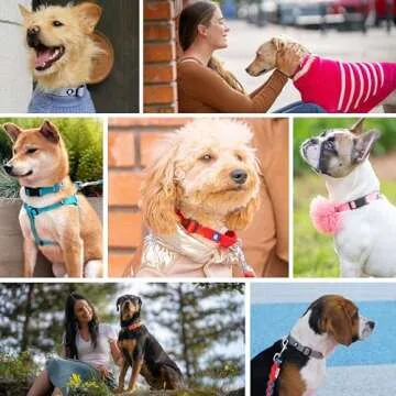 Blueberry Pet Essentials Small Dog Collar | Boy Dog Collars Fall | Male Dog Collar Small | Black Dog Collars for Small Dogs | Quick Release Dog Collar | Black Nylon Dog Collar