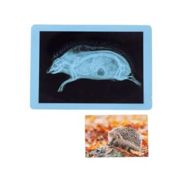 Odoorgames 20 Pieces Animal X-Ray Set - Guess Who I Am ? - Educational Science Kit for Kids: Explore The Fascinating World of Animal Skeletons