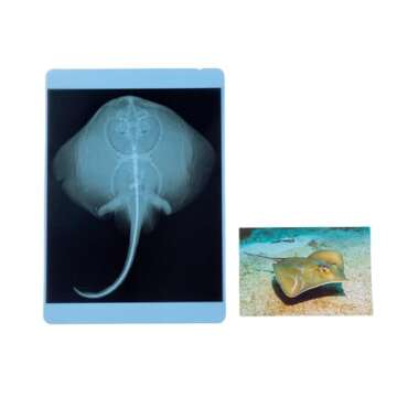 Odoorgames 20 Pieces Animal X-Ray Set - Guess Who I Am ? - Educational Science Kit for Kids: Explore The Fascinating World of Animal Skeletons