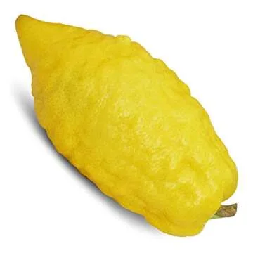 Lulav and Etrog Set for Sukkot Ultra-Mehudar - Lulav Esrog Haddassim Aravot - Arba Minim - Mehadrin ...