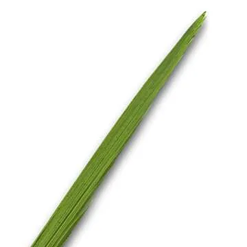 Lulav and Etrog Set Ultra-Mehudar for Sukkot - Kosher Quality