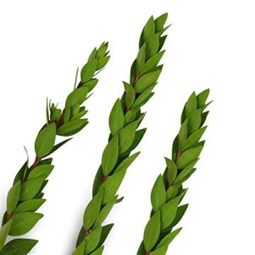 Lulav and Etrog Set for Sukkot Ultra-Mehudar - Lulav Esrog Haddassim Aravot - Arba Minim - Mehadrin Quality - Badatz Certified Kosher