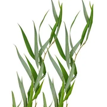 Lulav and Etrog Set Ultra-Mehudar for Sukkot - Kosher Quality