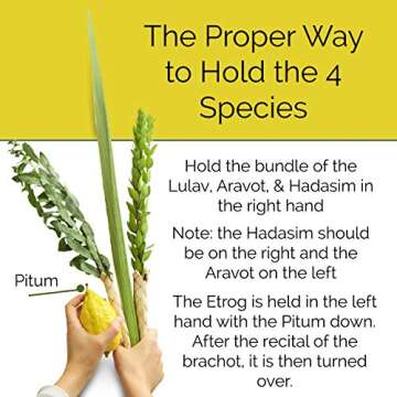 Lulav and Etrog Set for Sukkot Ultra-Mehudar - Lulav Esrog Haddassim Aravot - Arba Minim - Mehadrin Quality - Badatz Certified Kosher
